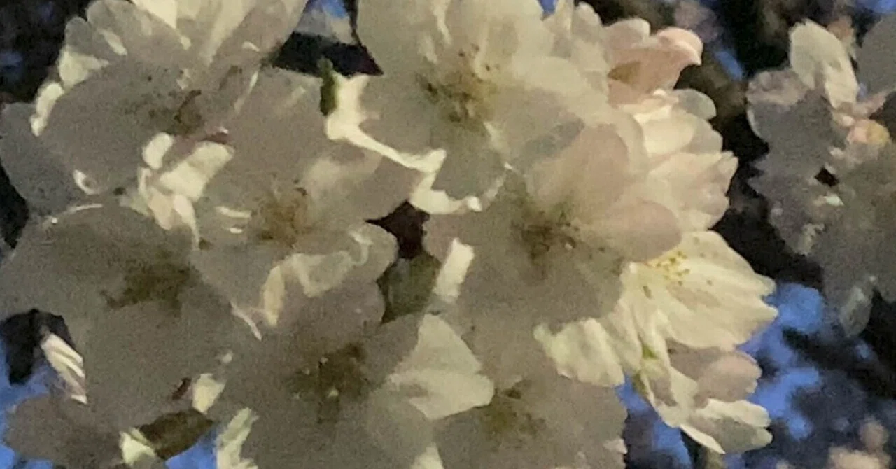 Cherryさま専用4月（原画）花がささやく春夜 ほか　6点おまとめ 近くの公園の桜④ 2026/4/3（夜桜）｜日和山明（＊chiaki＊）