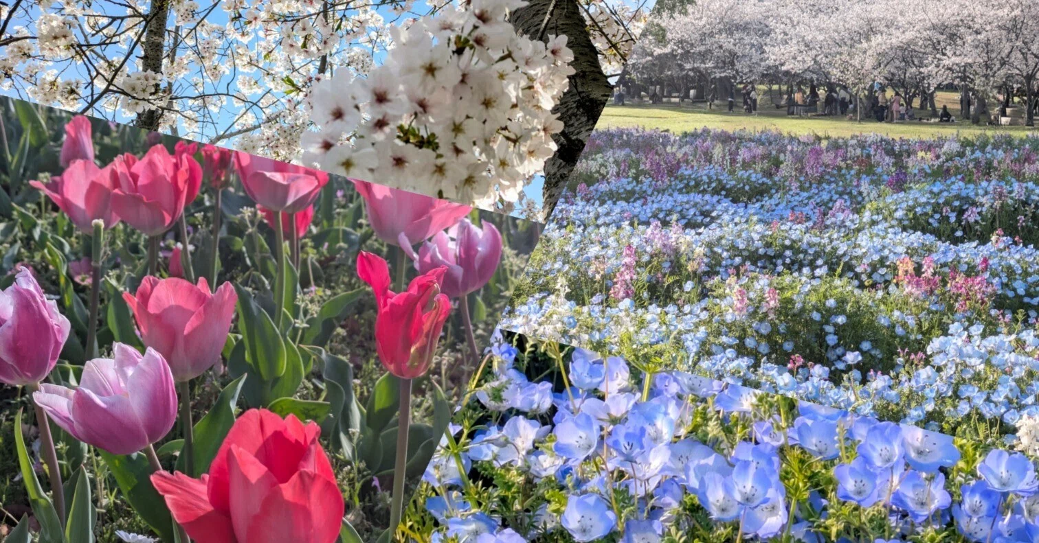 桜、ネモフィラ、チューリップ。 春の花の間を歩く ― 海の中道海浜公園