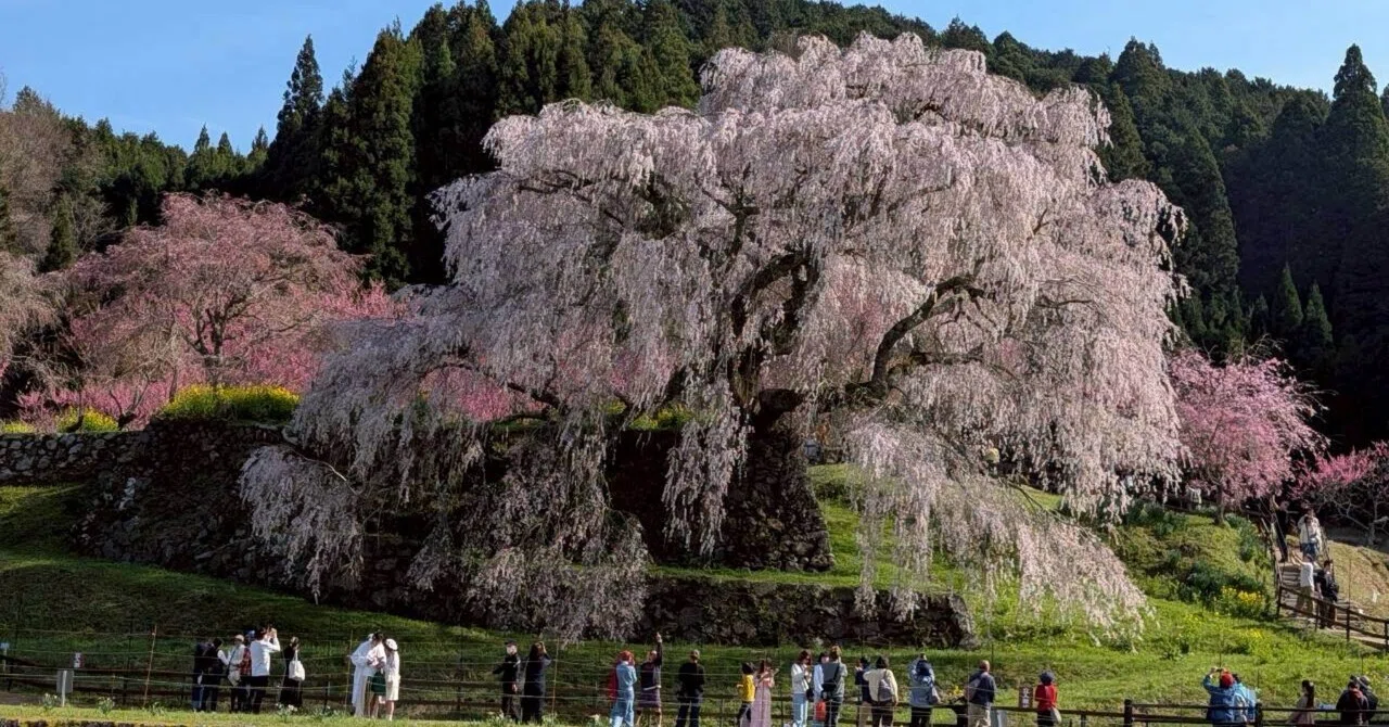 🌸「散る桜 残る桜も 散る桜」— The Life Philosophy of a Man Turning