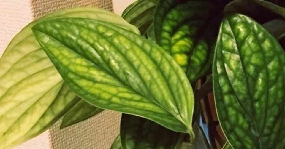 観葉植物がかわいい 岡田晴夏 Note