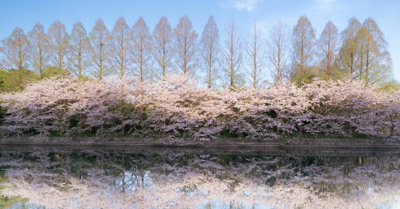 静かなる水鏡の春 元気になって欲しいメタセコイヤの並木｜hana