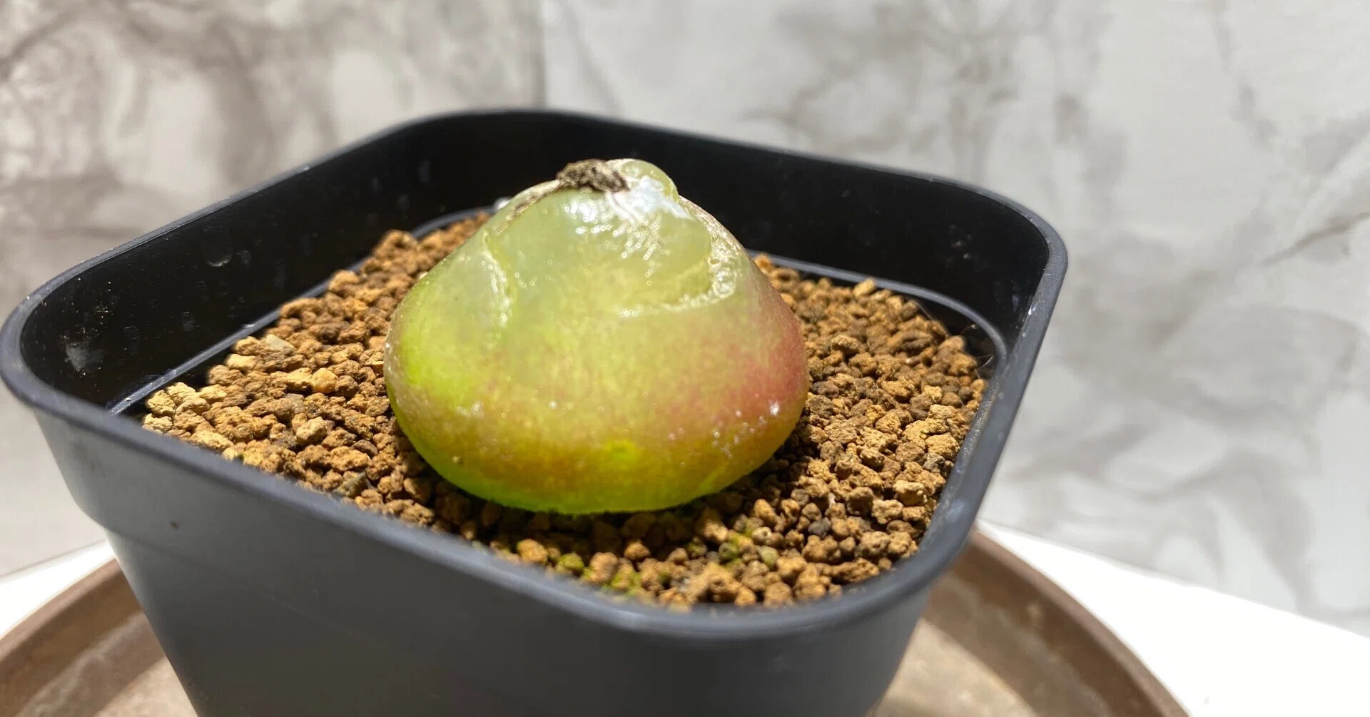 コノフィツム・ブルゲリの育て方｜花の市場で働く人