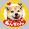 柴犬アン