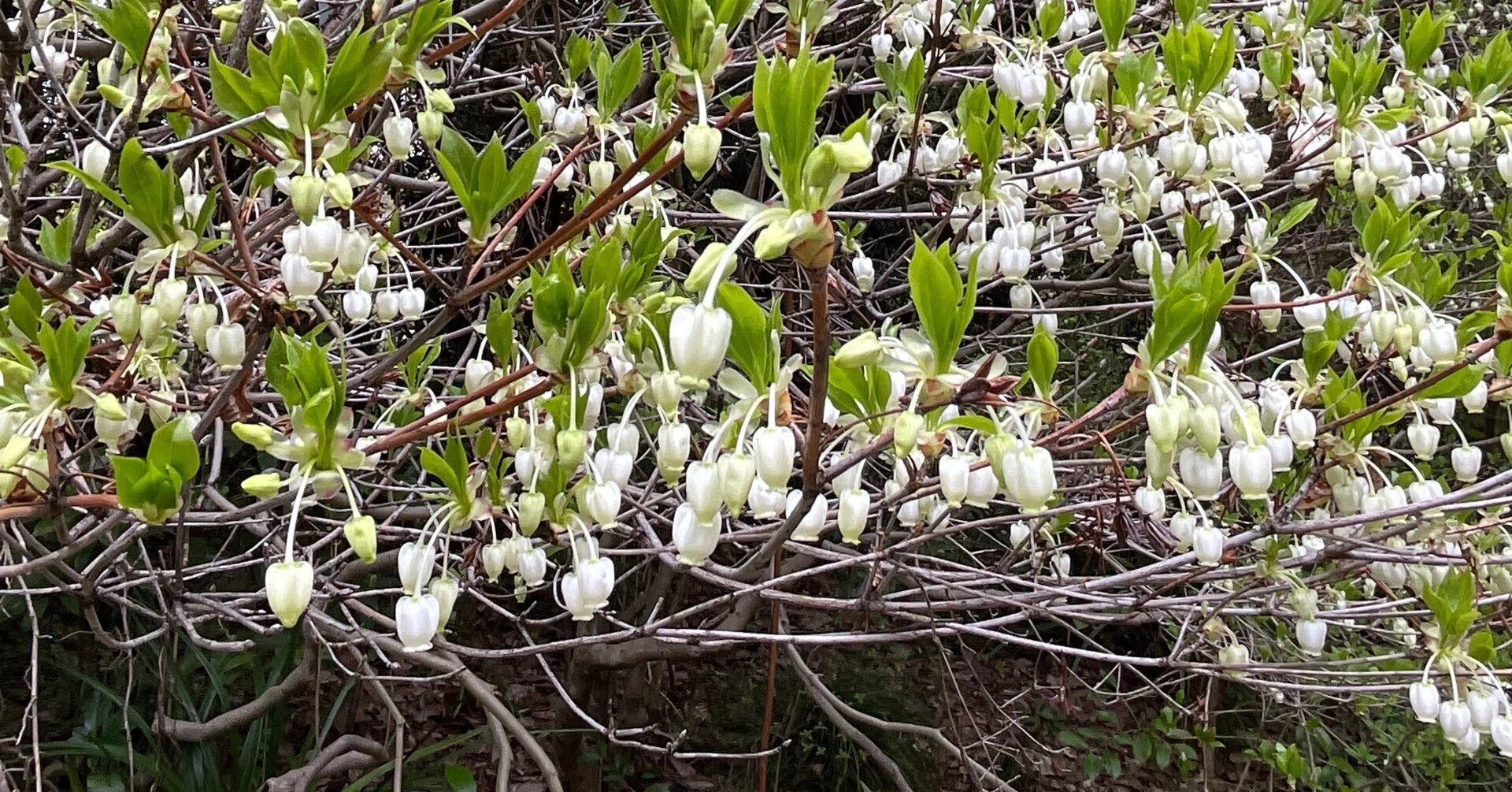 ドウダンツツジの花（京都府立植物園）：2026年4月10日（金）｜藤井