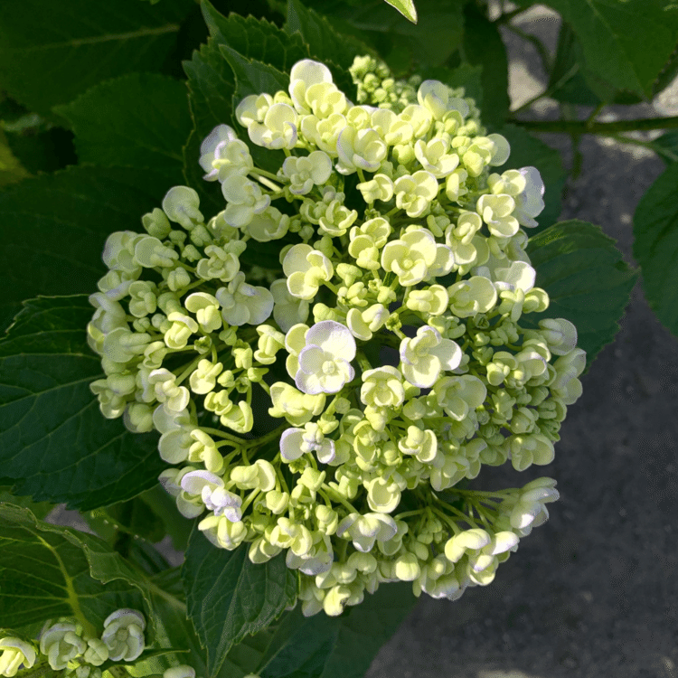 昨日見つけたあじさい。うっすらと色づきはじめている。
子供のころに、「花のようにみえるところは、花じゃない」と母に教えてもらっておどろいた。
#日記　#ガーデニング　#植物