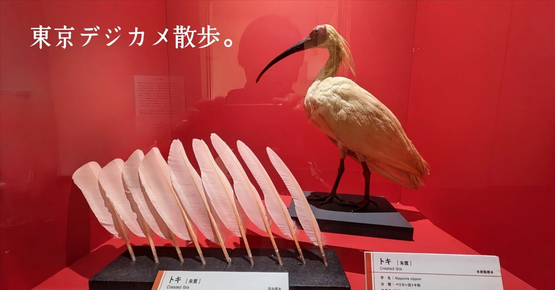 鳥の標本 羽を広げた姿 木製展示台付き 鳥の羽の標本/フランスアンティーク雑貨・家具のSibora【シボラ】