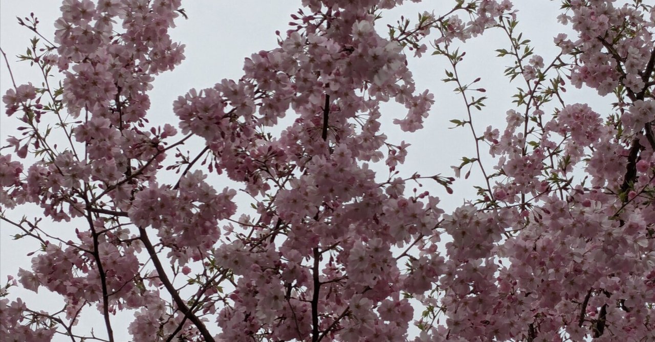 「【日記No.94】まだまだある!!🌸」のサムネイル