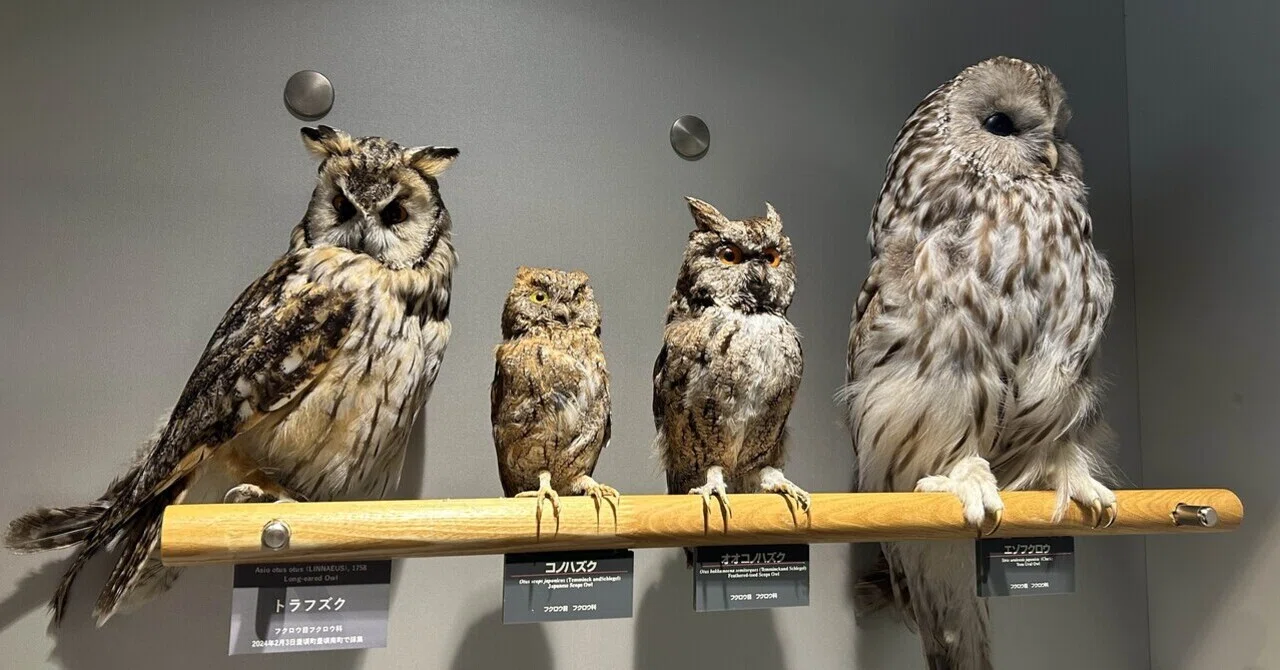 フクロウの剥製 コノハズク 約30cm トラフズクが仲間入りしました｜浦幌町立博物館