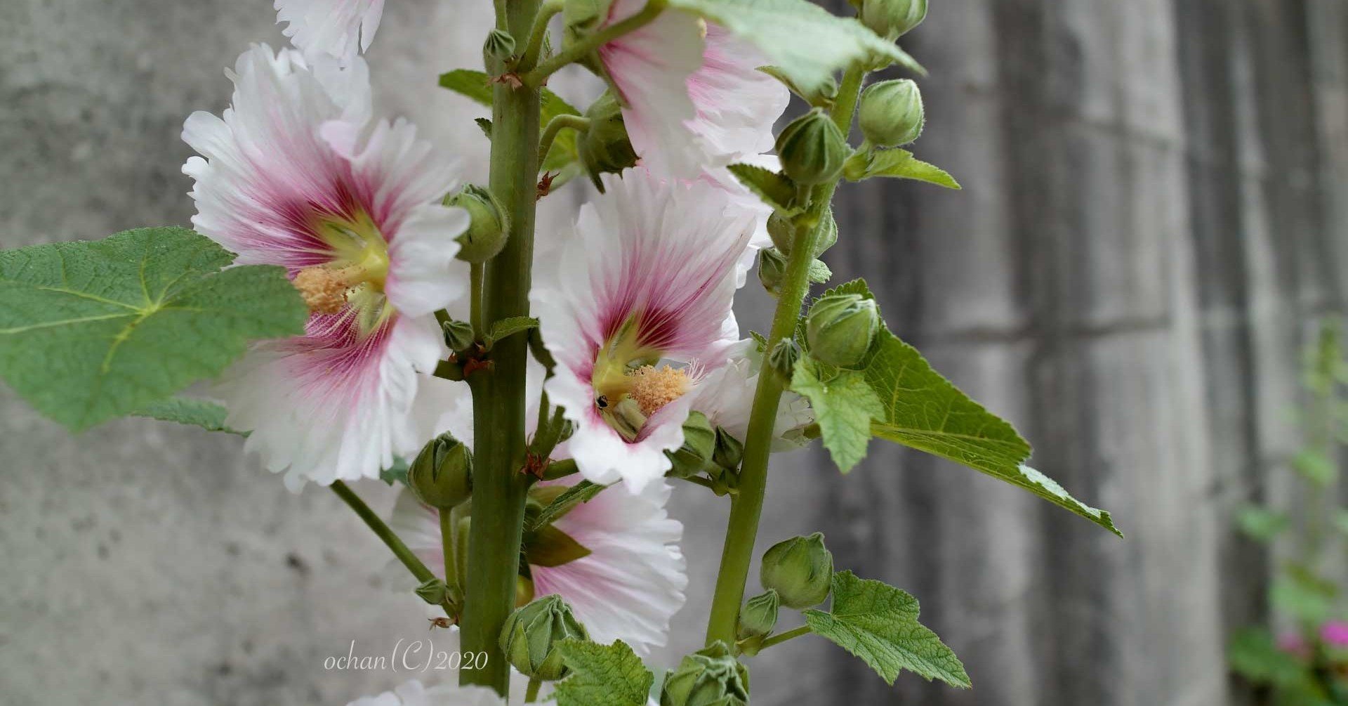 メモ アオイ ムクゲ フヨウの違い おーちゃん Note