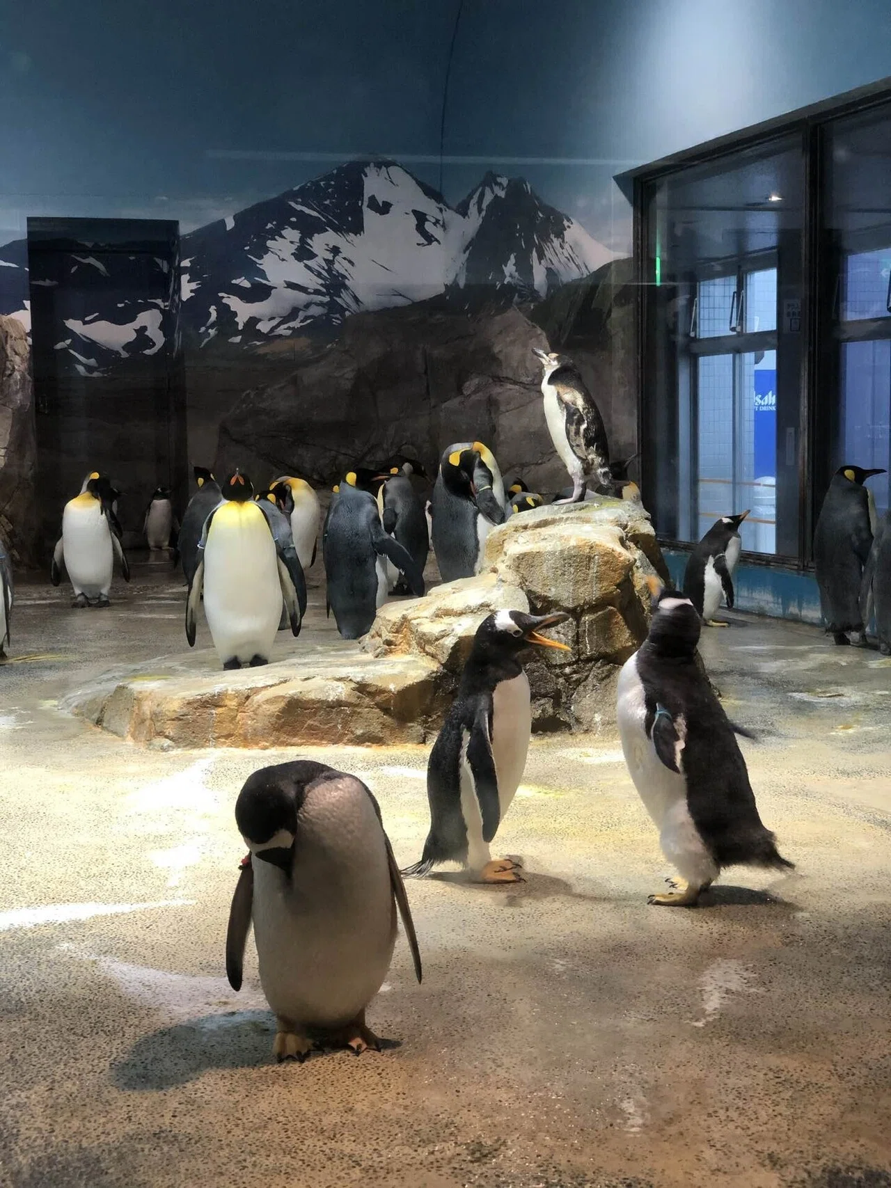 ペンギンアートリウム in 長崎ペンギン水族館 参加のお知らせ｜あん