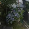 さと