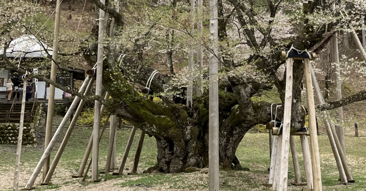美濃の風景 薄墨桜の1500年｜アトリエトモコ