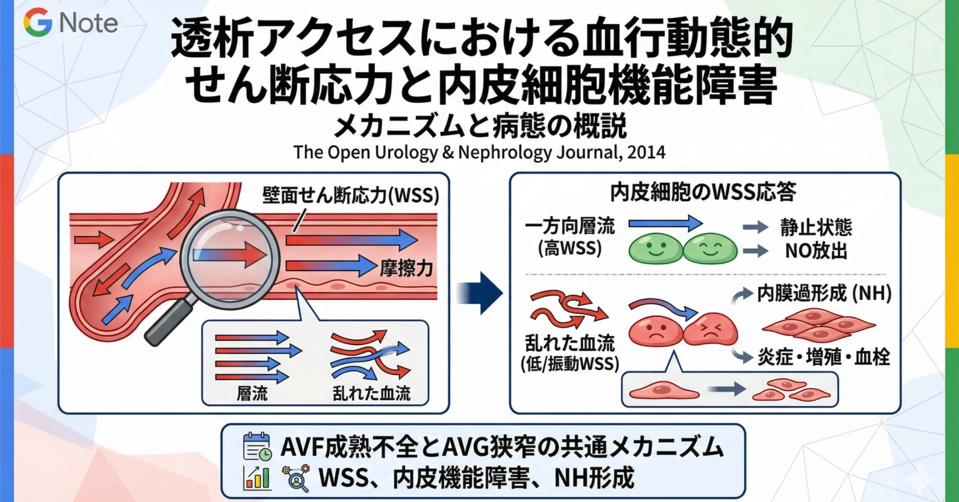 7 透析アクセスにおける血行動態的せん断応力と内皮細胞機能障害