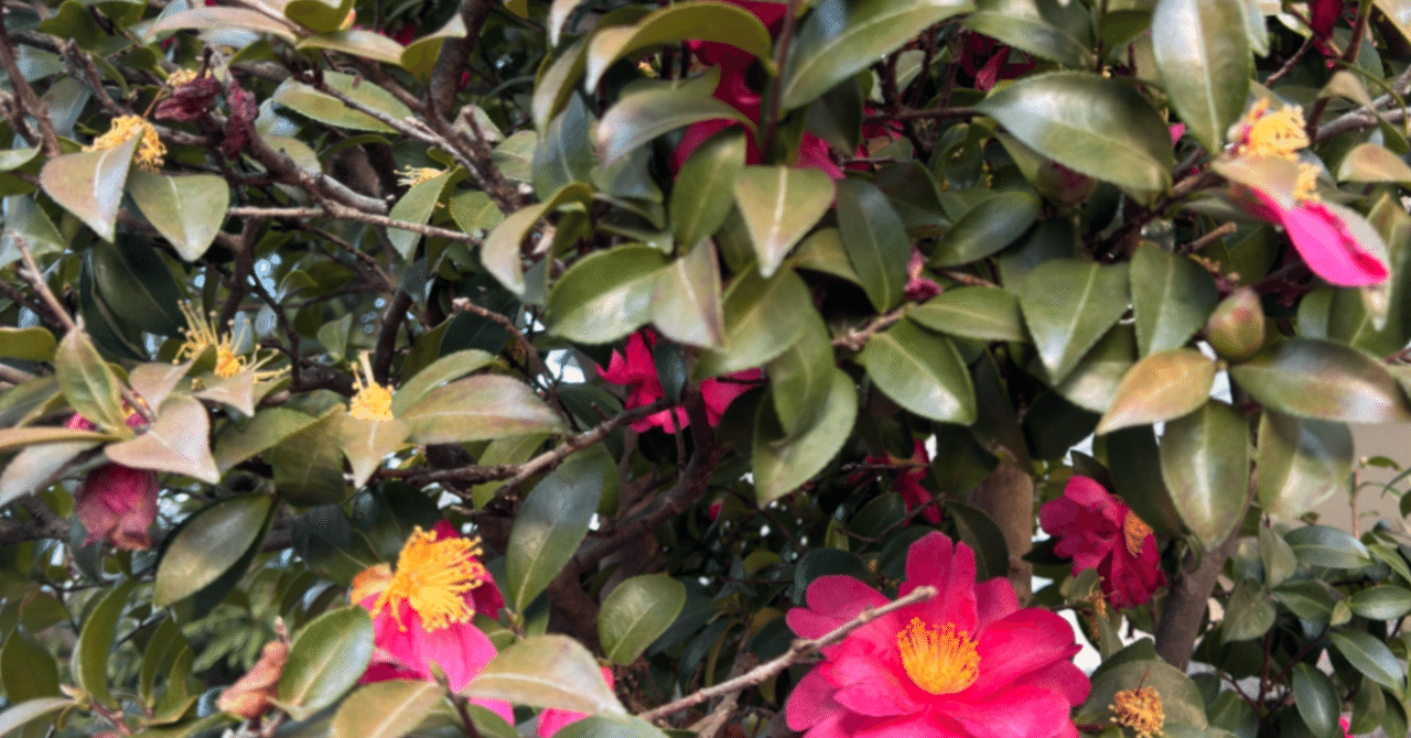 日本とオーストリアにおける「水を飲む」という行為の思想的差異――無料のインフラと有料の嗜好品のあいだで｜linguistics ...