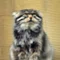 かずにゃん
