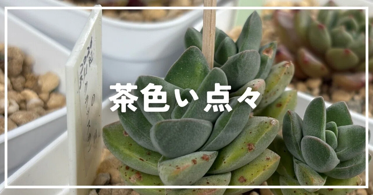 ベニカスプレーは効果ある？茶色の点々がある多肉に使ってみた結果