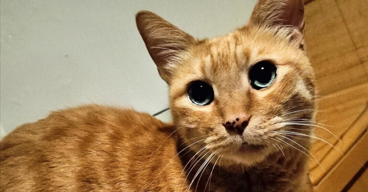 My Beloved Cat's Discharge from the Hospital｜yumemi