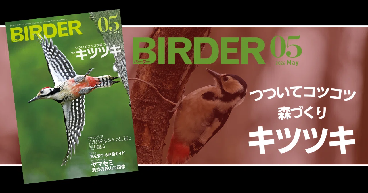 BIRDER5月号の見どころ｜ブンイチ（文一総合出版）