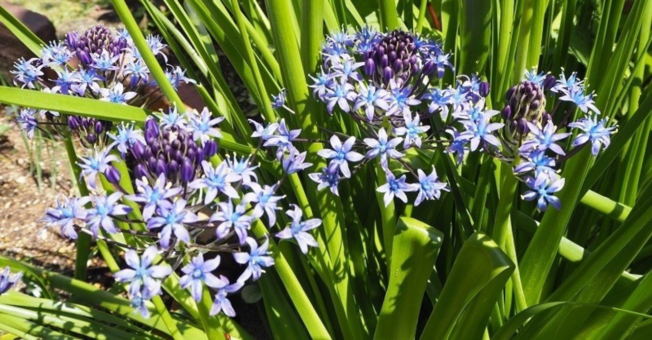 園芸ブログを約1年続けたpv数 収益は らいむ Note