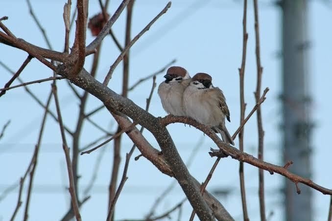 第1040回 野鳥のオスとメス 翆野 大地 Note