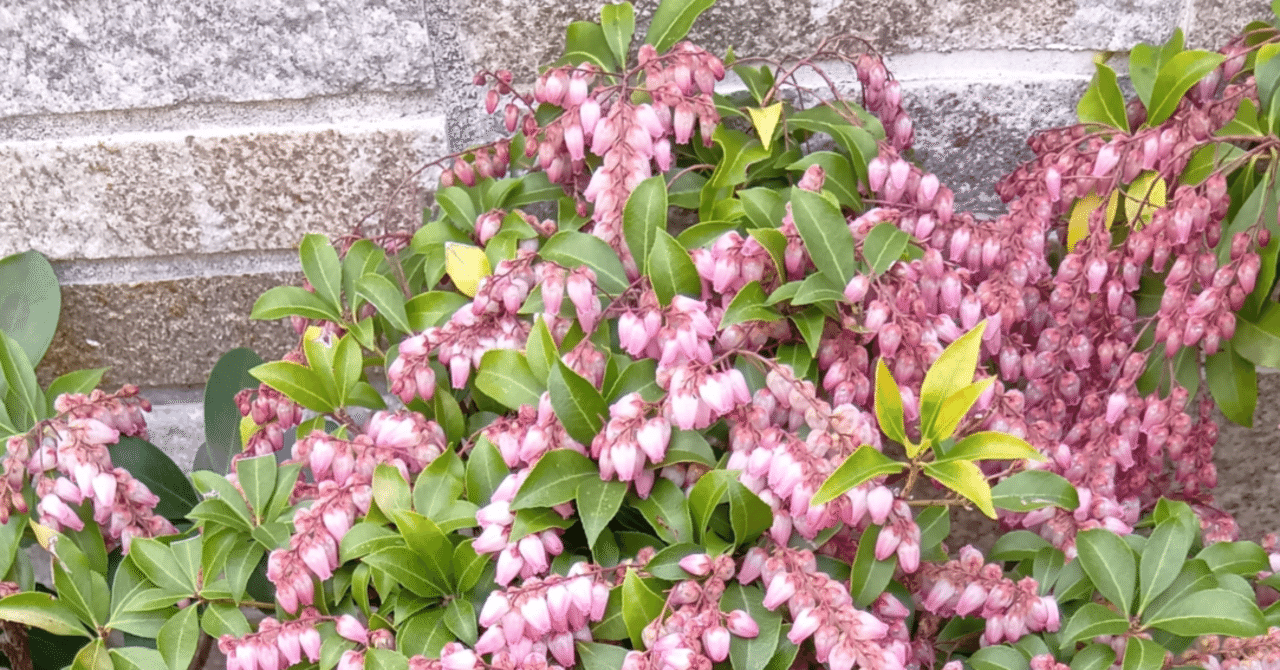 電車の中の「奇跡」——編集者が出会った読者という現実|linguistics research and writing