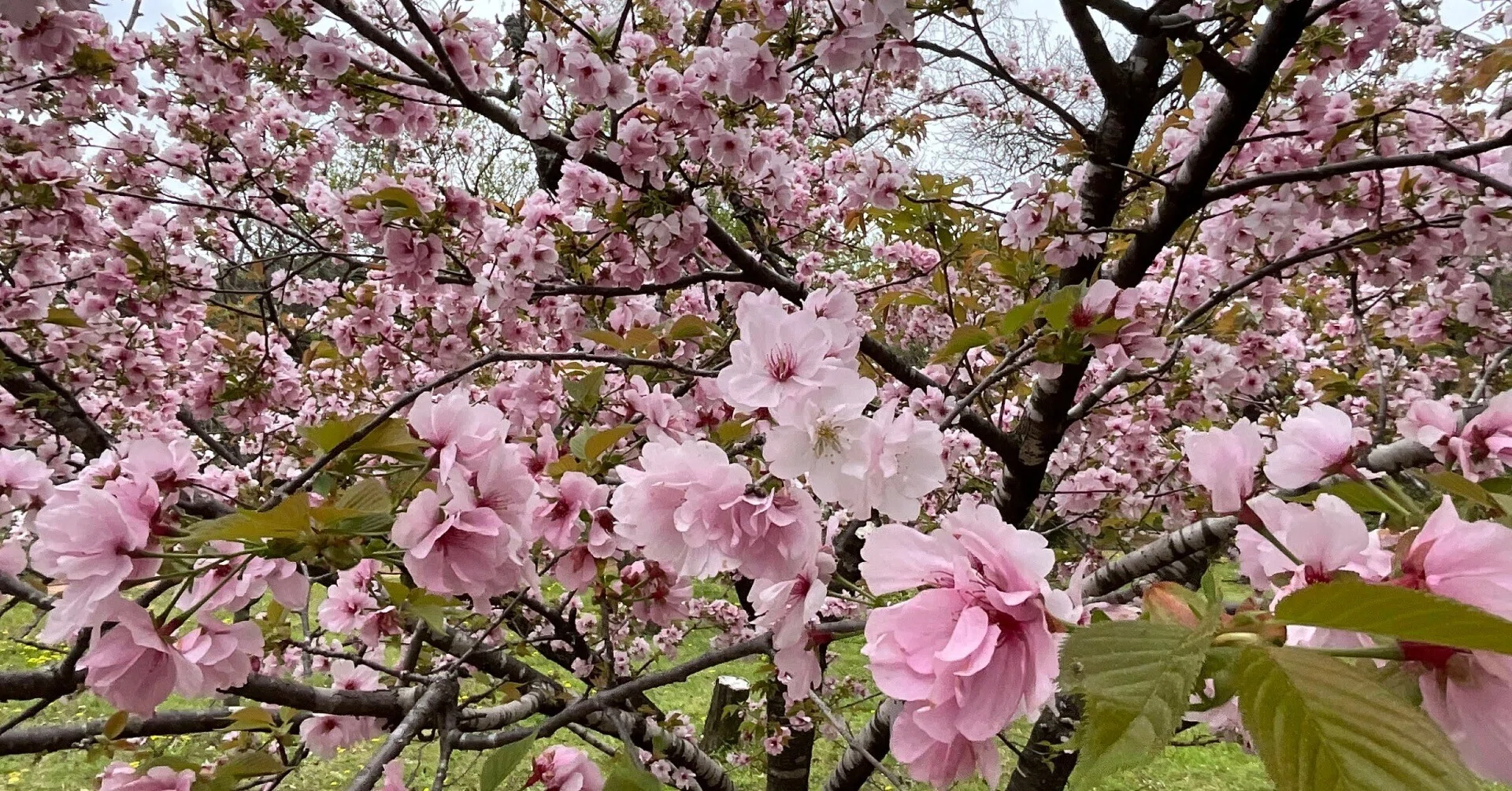 八重山古志（京都府立植物園）：2026年4月10日（金）｜藤井秀昭