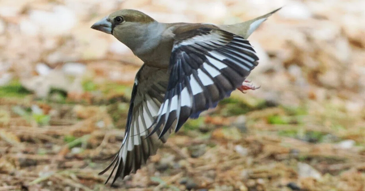 井の頭公園鳥見｜akira@fuchu