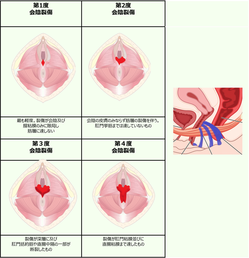 会陰切開 Episiotomy Japaneseclass Jp