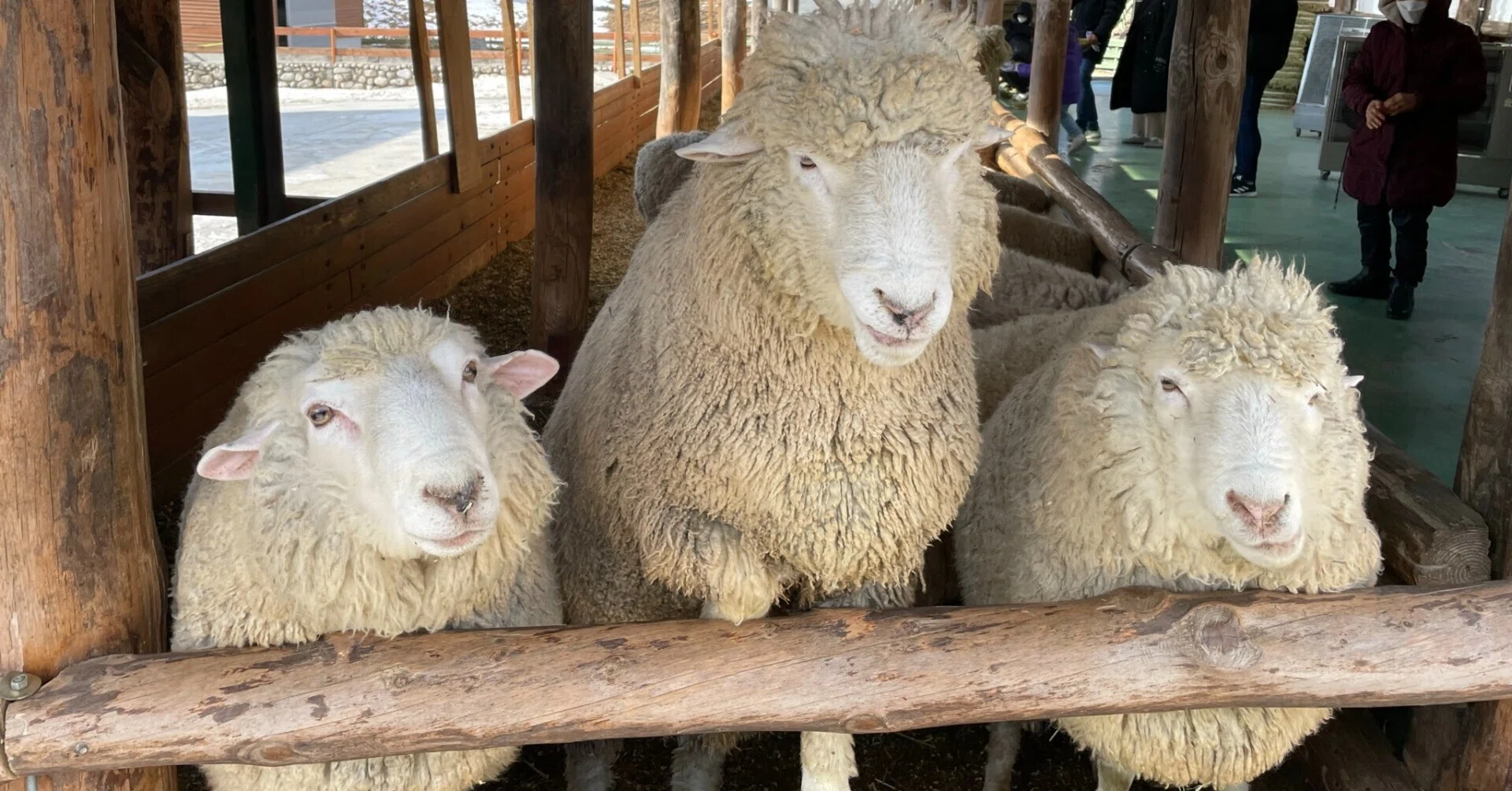 平昌の自然の中で出会った、愛らしい動物たち｜パンパン