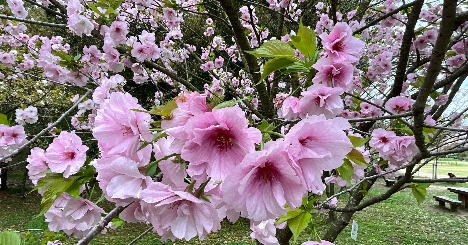 512my57△紹巴織 鹿の子流水桜吉祥文 枝垂桜 牡丹 松 菊竹 洒落袋△美品 松前早咲（京都府立植物園）：2026年4月10日（金）｜藤井秀昭（『京都