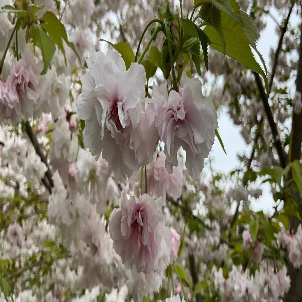 笹賀鴛鴦桜（京都府立植物園）：2026年4月10日（金）｜藤井秀昭