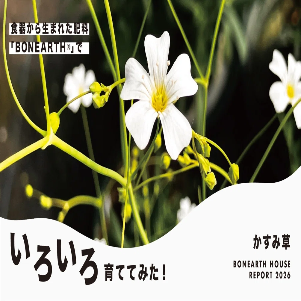 食器からできた肥料」でいろんな花を育ててみた！-かすみ草