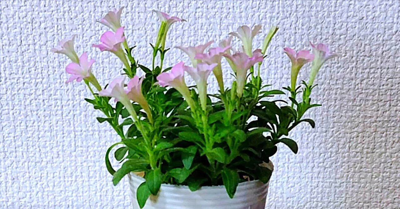 栄養系の花!? 〜ベランダー日誌〜｜九條正博｜歴史学