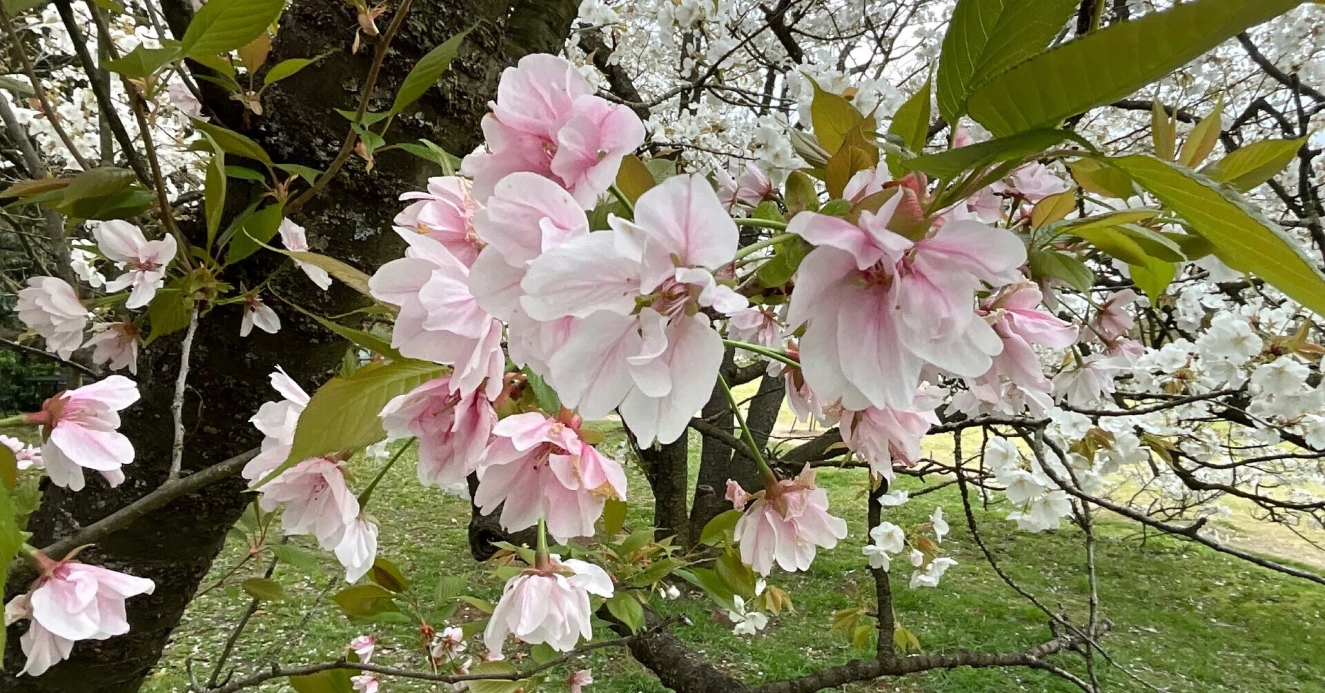佐野桜（京都府立植物園）：2026年4月10日（金）｜藤井秀昭（『京都