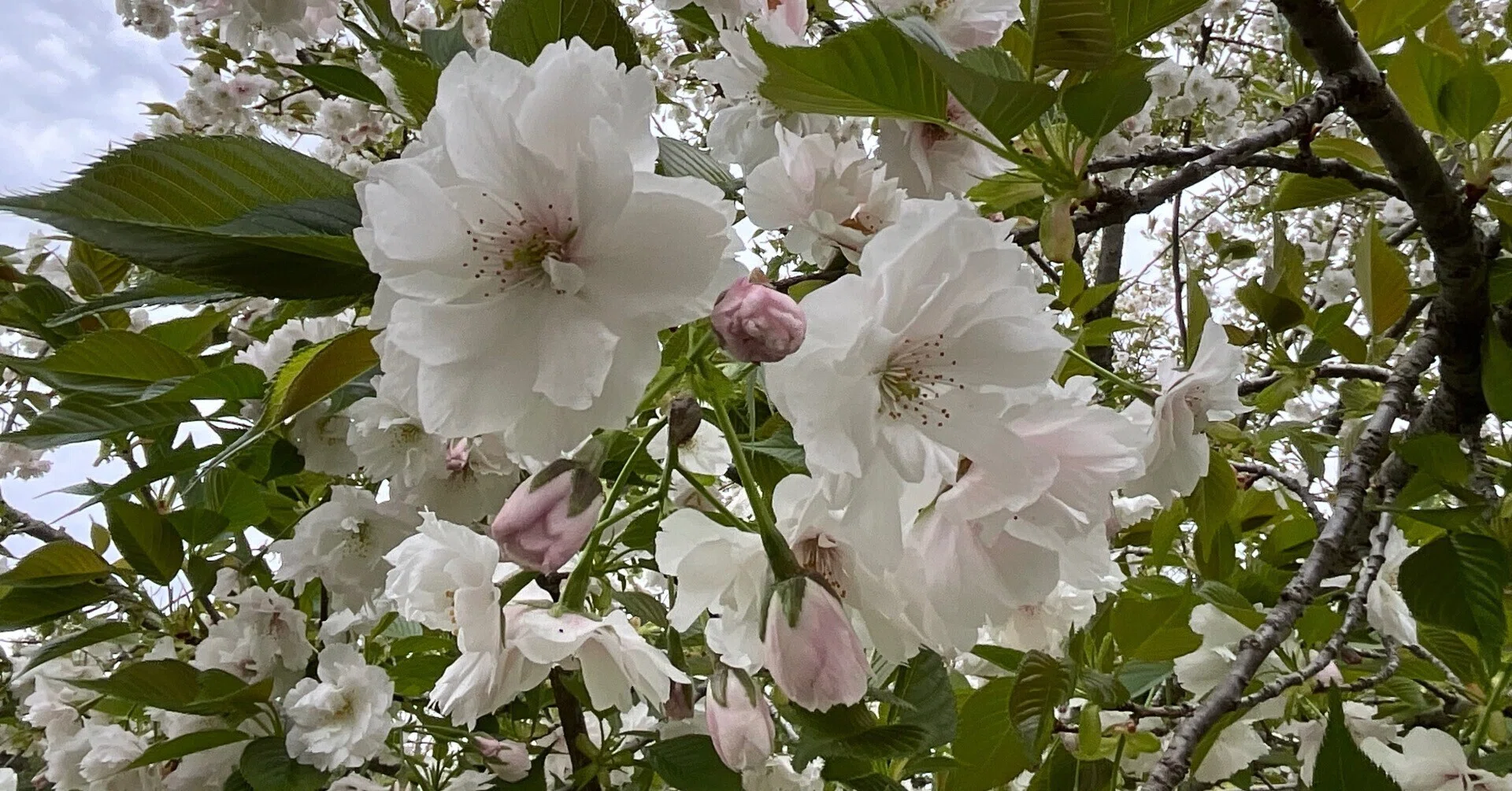 八重の大島(京都府立植物園):2026年4月10日(金)|藤井秀昭 八重の大島(京都府立植物園):2026年4月10日(金)|藤井秀昭