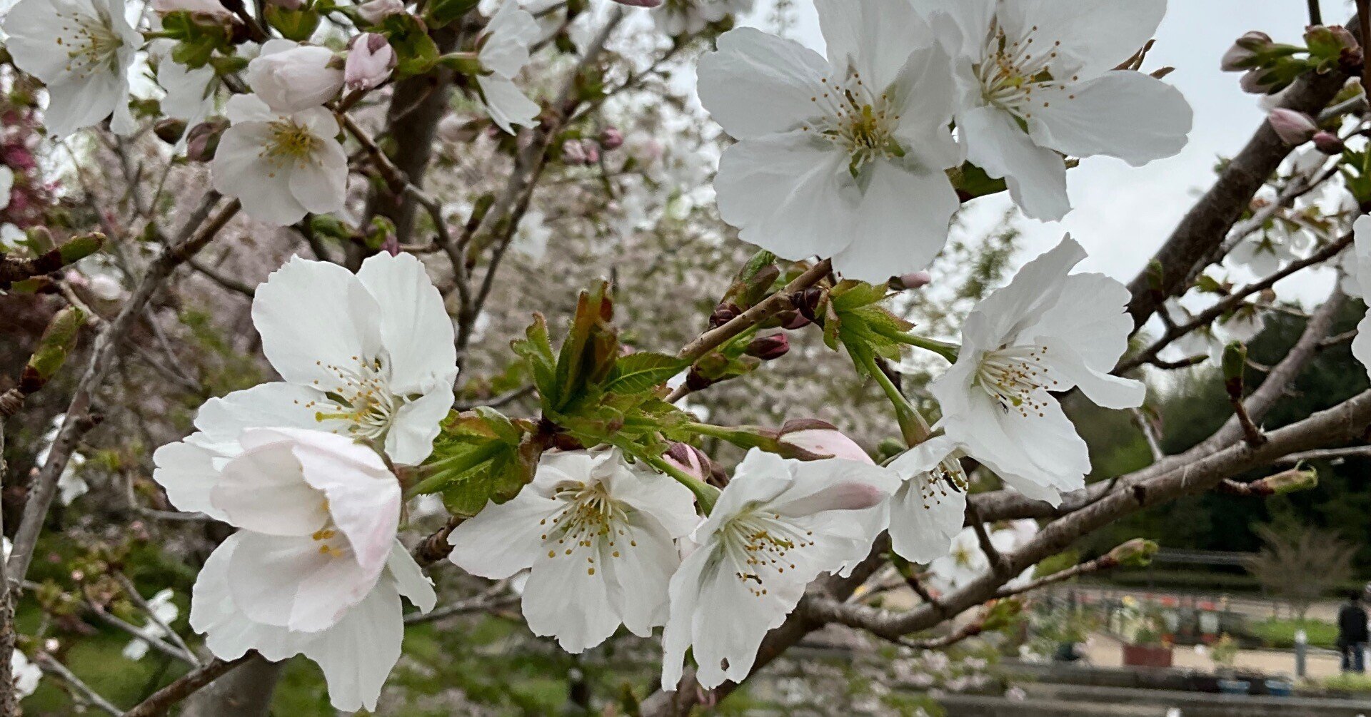 オフホワイトのばらと枝の花と葉 桜の鷲の尾（京都府立植物園）：2026年4月10日（金）｜藤井秀昭