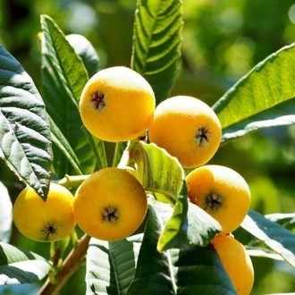 びわからの日々 始まります びわからproject公式note びわからの日々 Note