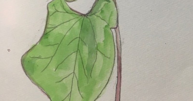 ドクダミのスケッチ ヤダマニアート 矢田明子 Note