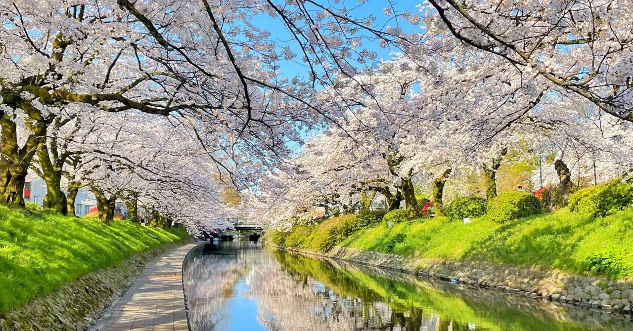 残雪の立山と桜のトンネル。富山で見つけた春