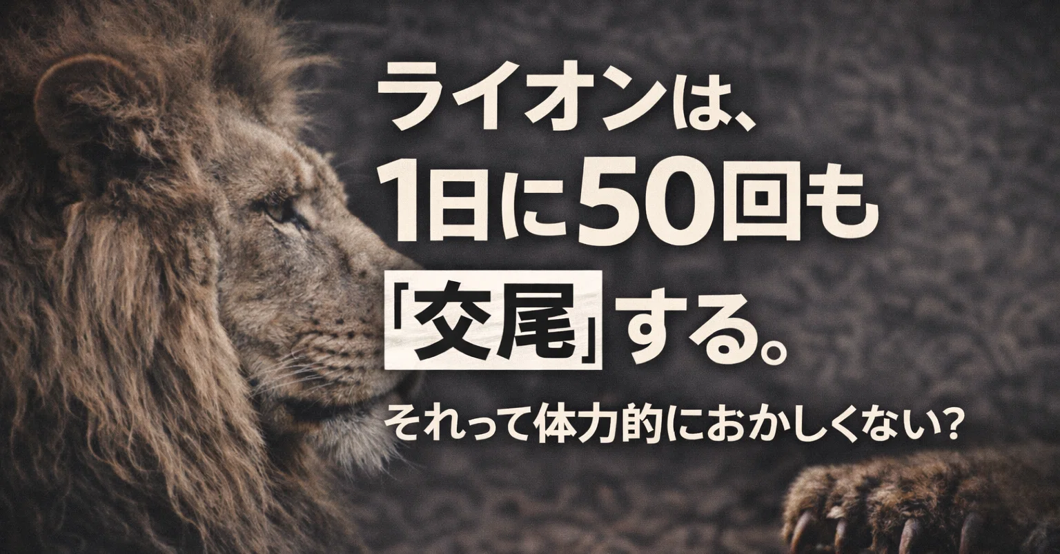 ライオン 交尾 回数