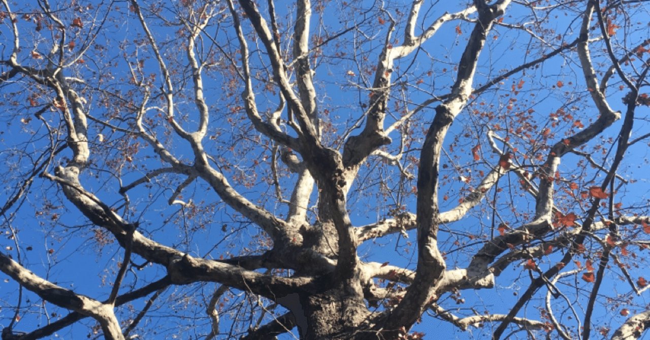 青春18きっぷで巨樹を追いかけた話 その3 東京の巨樹｜harunire0321