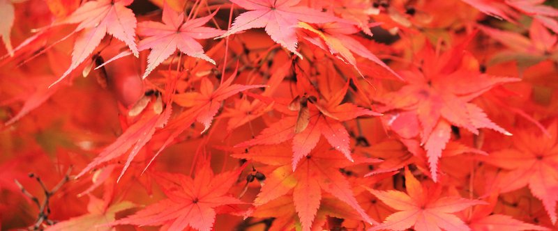 百人一首鑑賞 千早ぶる神代もきかず龍田川 からくれなゐに水くくるとは 業平 Lady Kamaa Note