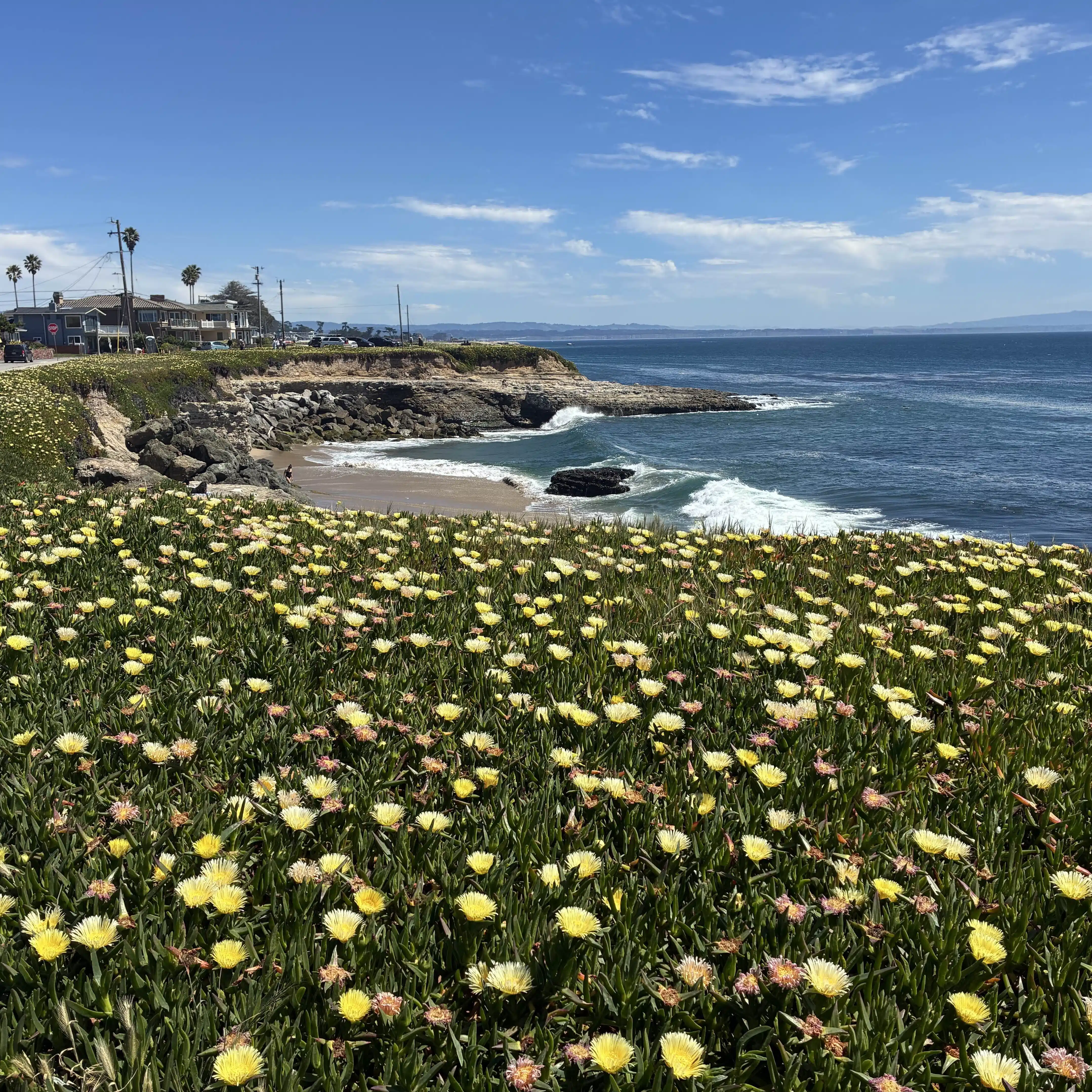 なぼカリフォルニア