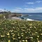なぼカリフォルニア