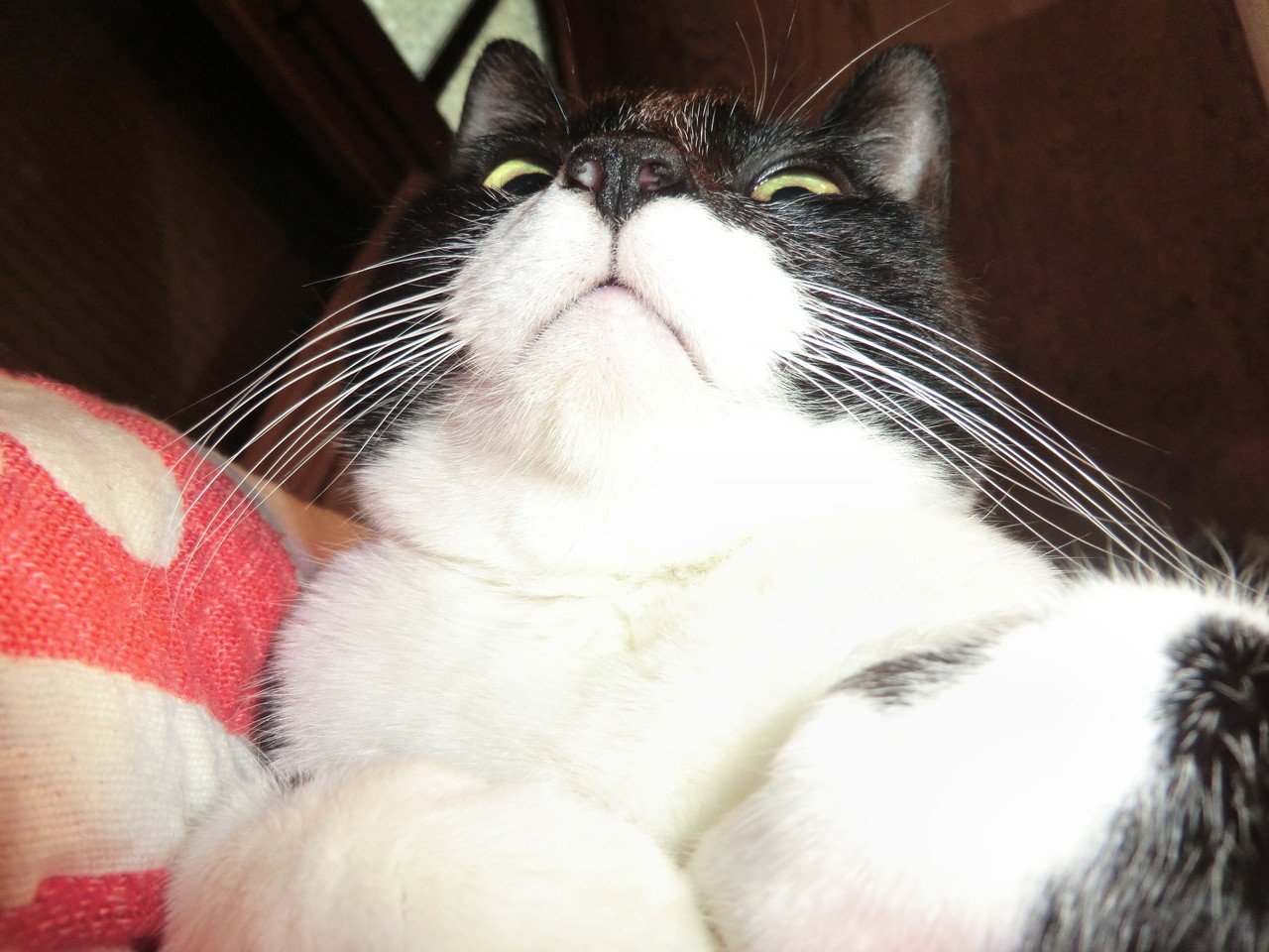 ごめんなさい 出かけてました 猫様 今から 今日こそ ほんとにがんばり ます いつものpcモニターの上にどうぞ お座りください 1時間 申告事務 頑張らせていただきます Jukuhoshino Note ごめんなさい 出かけてました 猫様 今から 今日こそ ほんとにがんばり ます いつものpcモニターの上にどうぞ お座りください 1時間 申告事務 頑張らせていただきます Jukuhoshino Note