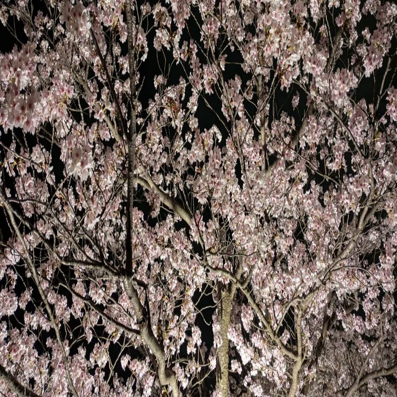 春はあけぼのの夜は桜｜hidekooyatsu