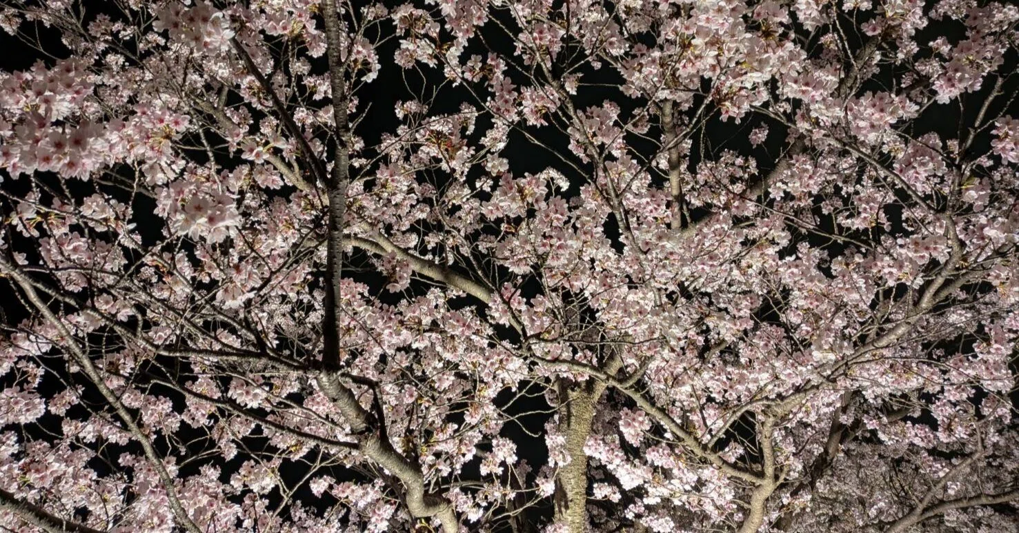 春はあけぼのの夜は桜|hidekooyatsu 春はあけぼのの夜は桜|hidekooyatsu