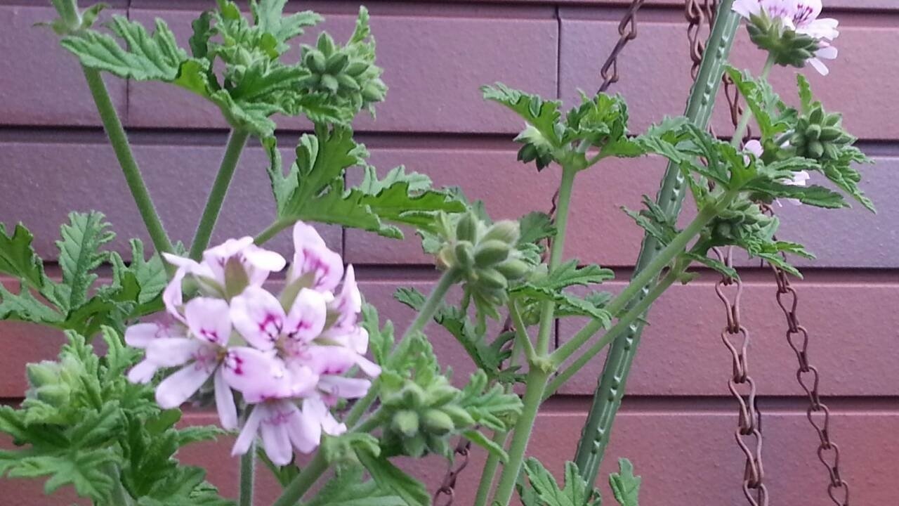 ローズゼラニウムのピンクの花が今年も咲きました Pag アローマakiko Note