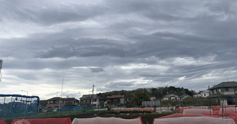 エダマメの種まきと