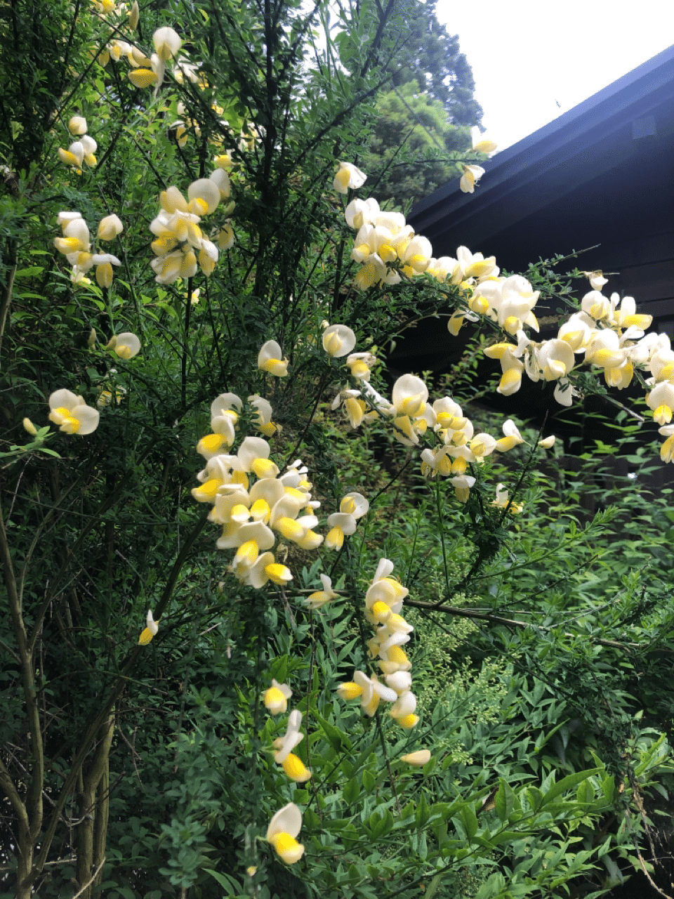 エニシダ 5 25 植物療法士 時々 農家見習い Mary Note